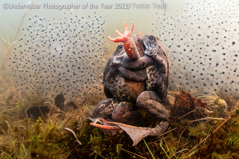 All You Need Is Love Pekka Tuuri 
FONTE: underwaterphotographeroftheyear.com