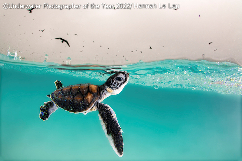 Third: 'Against All Odds Hannah Le Leu FONTE:underwaterphotographeroftheyear.com