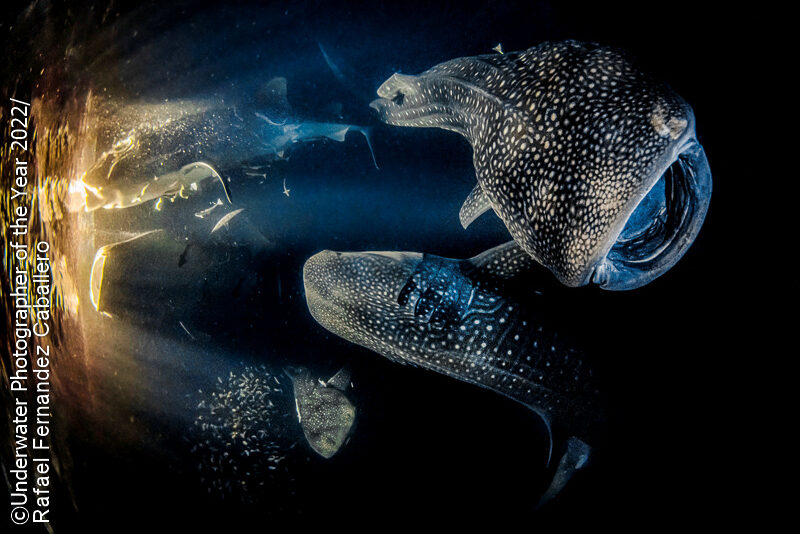 Underwater Photographer of the Year 2022: 'Dancing with the giants of the night' Rafael Fernandez Caballero FONTE:underwaterphotographeroftheyear.com