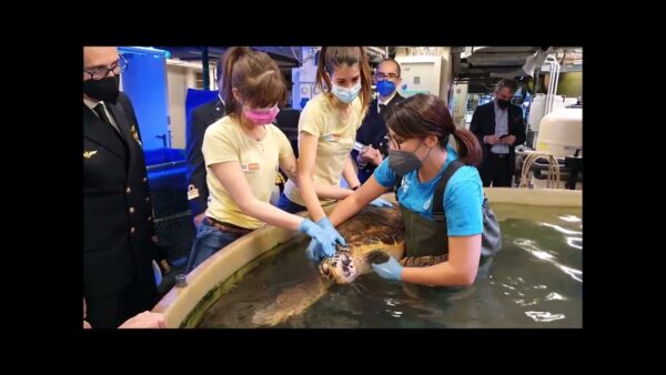 visita area curatoriale Acquario di Genova ammiraglio Liardo e presidente Costa (2)