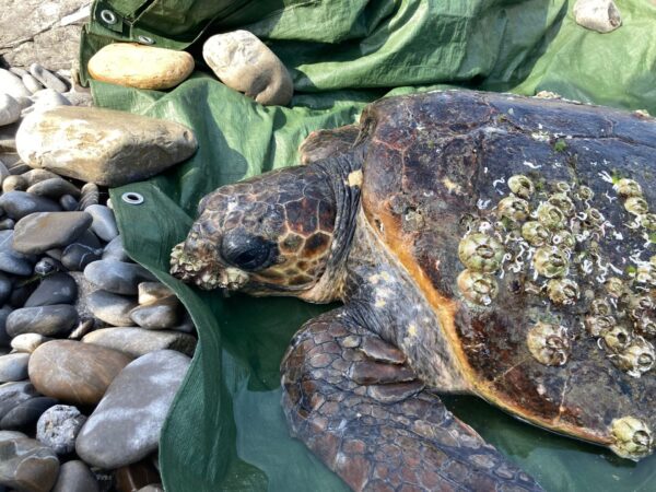 Soccorsa una tartaruga a Diano Marina