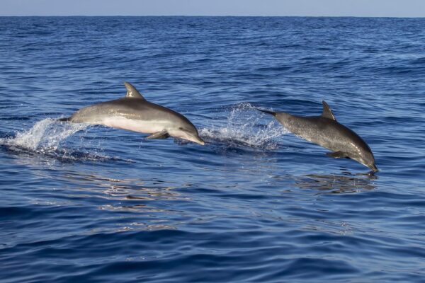 Avvistamento cetacei: una certificazione segnala gli operatori che rispettano il benessere di delfini e balene