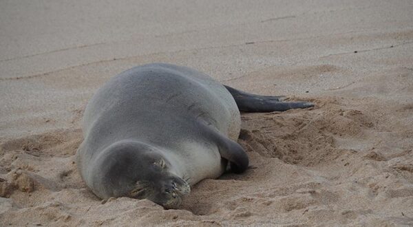 La foca monaca hawaiana esce dal pericolo di estinzione grazie al Covid