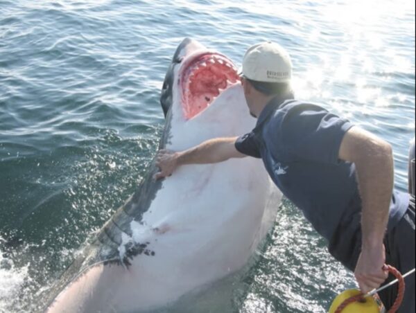 Quell’impossibile amore tra lo squalo e il pescatore