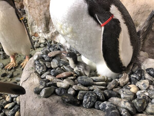 Quattro pinguini Acquario di Genova