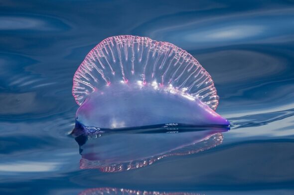 What is the Portuguese Man O'War and why we shouldn't be afraid of it -  Daily Nautica
