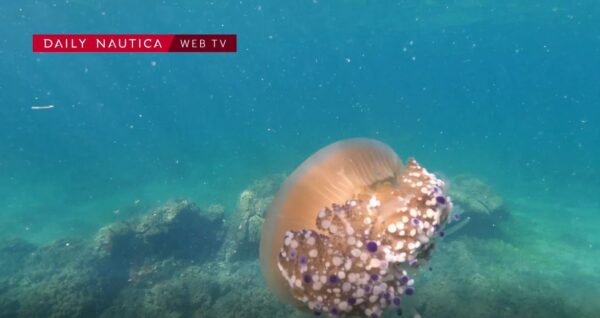 Alla scoperta della medusa “Cassiopea”