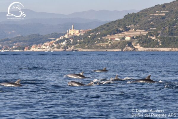 Oltre 70 delfini nuotano vicino alla costa: il video dell’avvistamento record nel ponente ligure