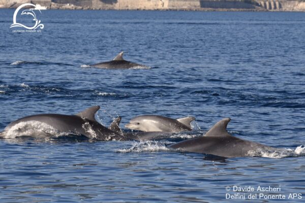 avvistamento record di delfini