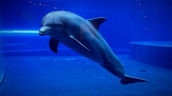 Delfino: simpatico cetaceo amico dell’uomo