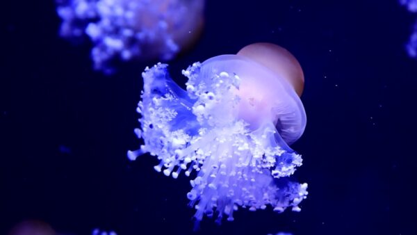 Meduse: fascino e mistero