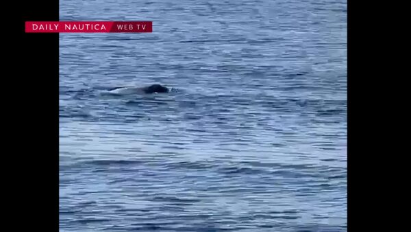 foca monaca a capri