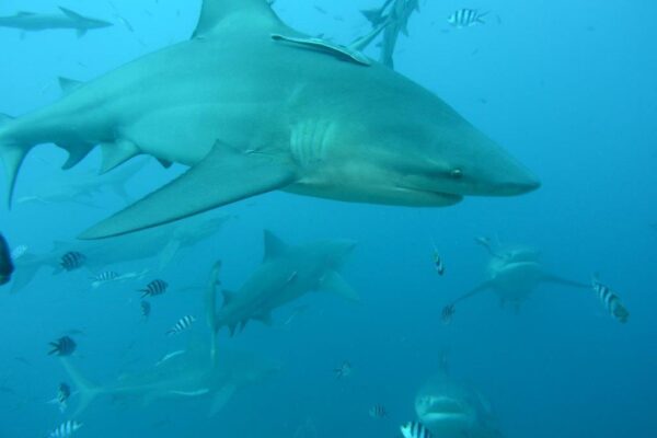 Great Britain’s new law protects sharks