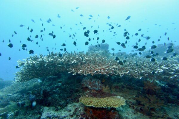 L’Onu adotta due risoluzioni per favorire la biodiversità marina