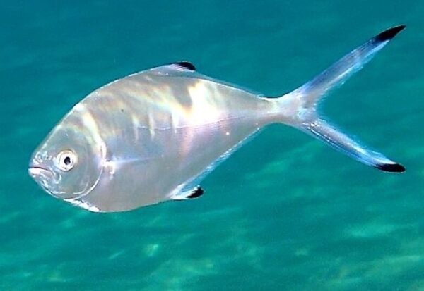 Leccia stellata