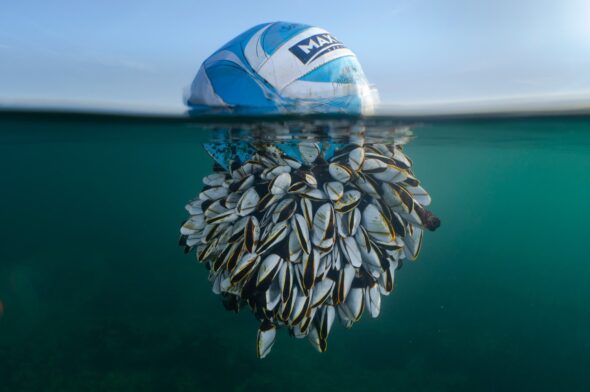 The winning photograph of the British Wildlife Photography Awards 2024 comes from the sea