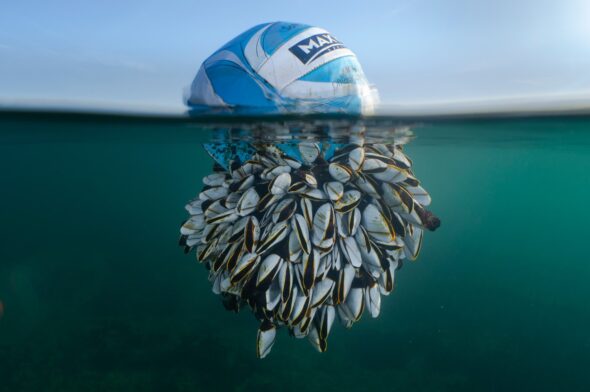 Ocean-Drifter-di-Ryan-Stalker-vincitore-del-British-Wildlife-Photography-Awards