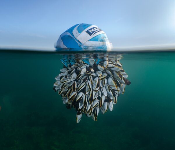 Ocean-Drifter-di-Ryan-Stalker-vincitore-del-British-Wildlife-Photography-Awards