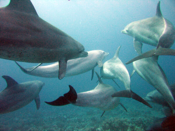 I delfini che da giovani amano giocare avranno maggior successo con le femmine