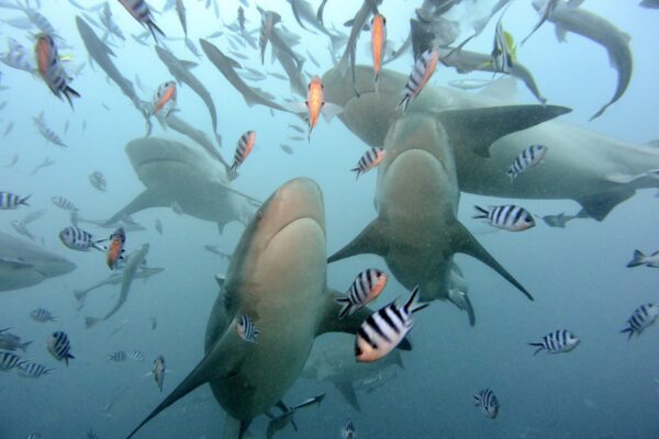 Si vive solo due volte: immergersi tra gli squali nelle isole Fiji