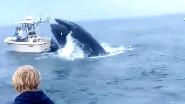 balena travolge imbarcazione pescatori