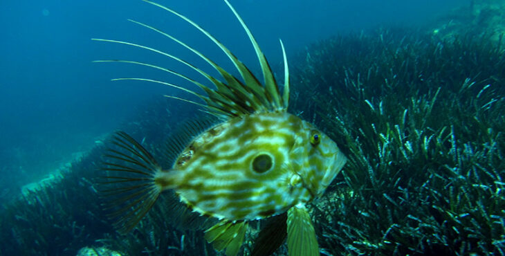 Posidonia Oceanica biodiversità