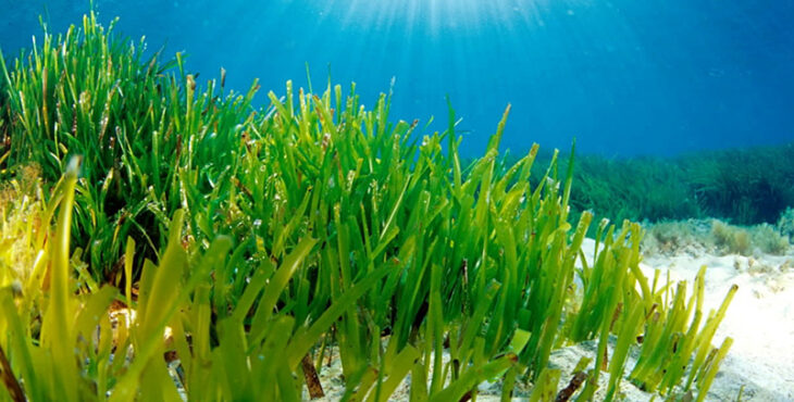 Posidonia Oceanica