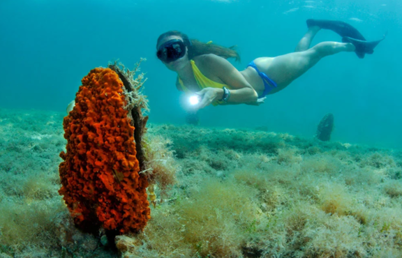 pinna nobilis e snorkeling