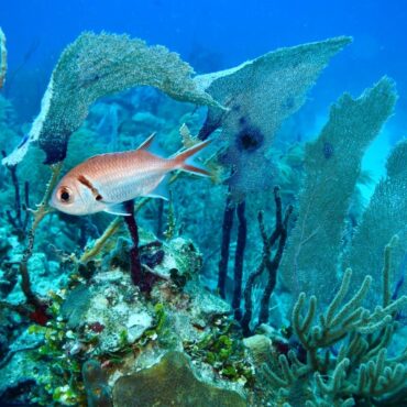 A coral microscope