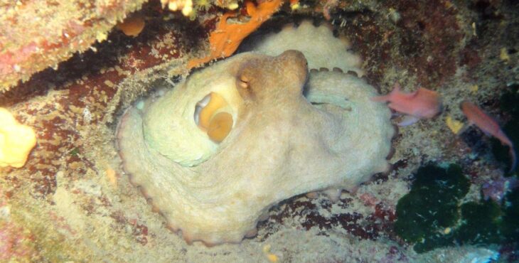 Gli scienziati ricreano il raro pigmento che sta dietro ai “superpoteri” dei polpi